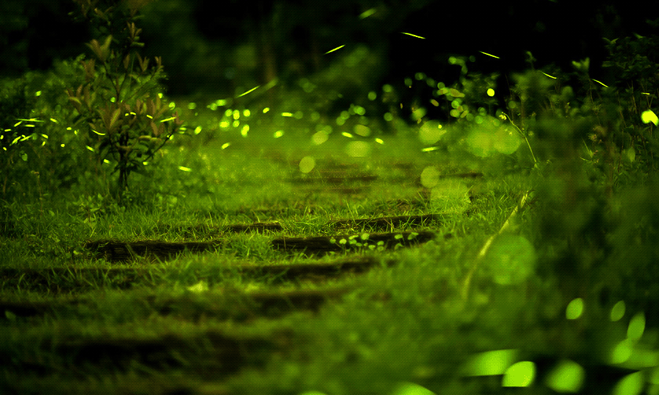 firefly.png minified