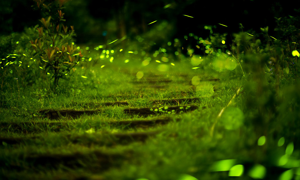 firefly.png